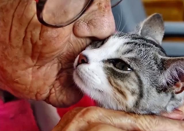 美国小猫奥斯卡，预测100多位老人死亡，被称为现实版“死神”